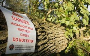 Health, Safety and Tree Care