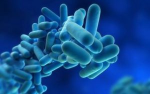 Legionella bacteria